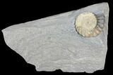 Ammonite (Promicroceras) Fossil - Lyme Regis #103021-1